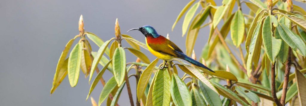 Bird Watching Tour