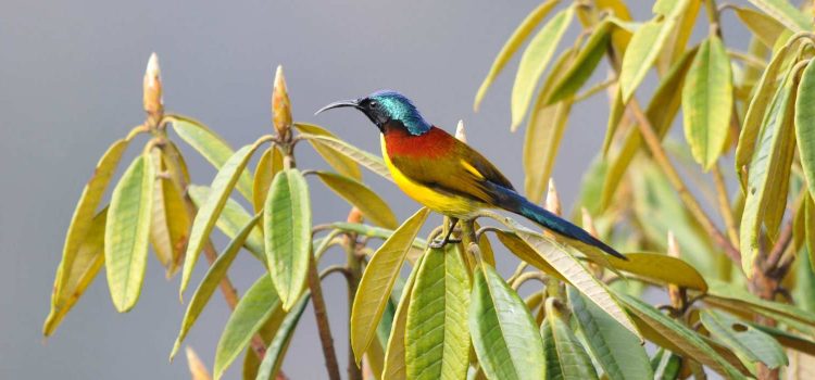 Bird Watching Tour