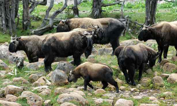 Bhutan National Animal