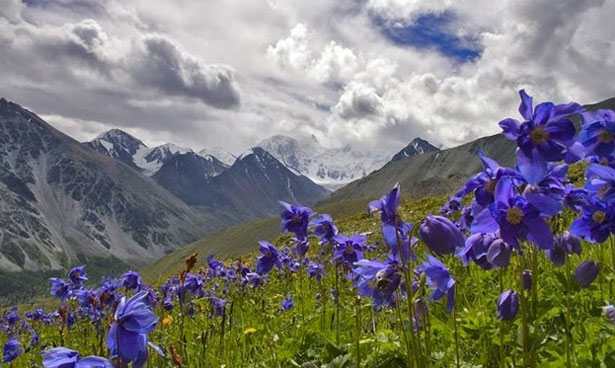 Bhutan National Flower